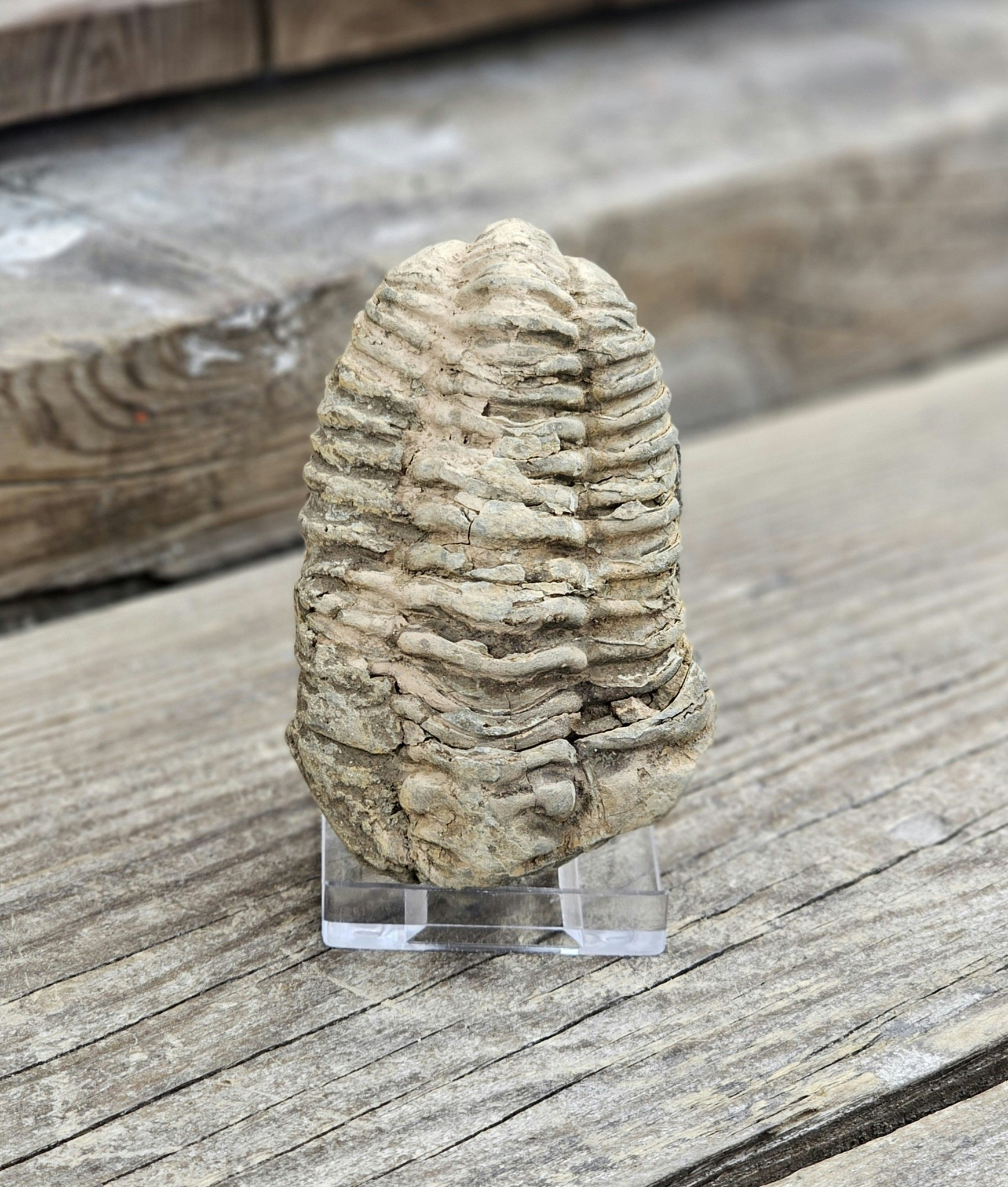 Trilobit fossil stor #19