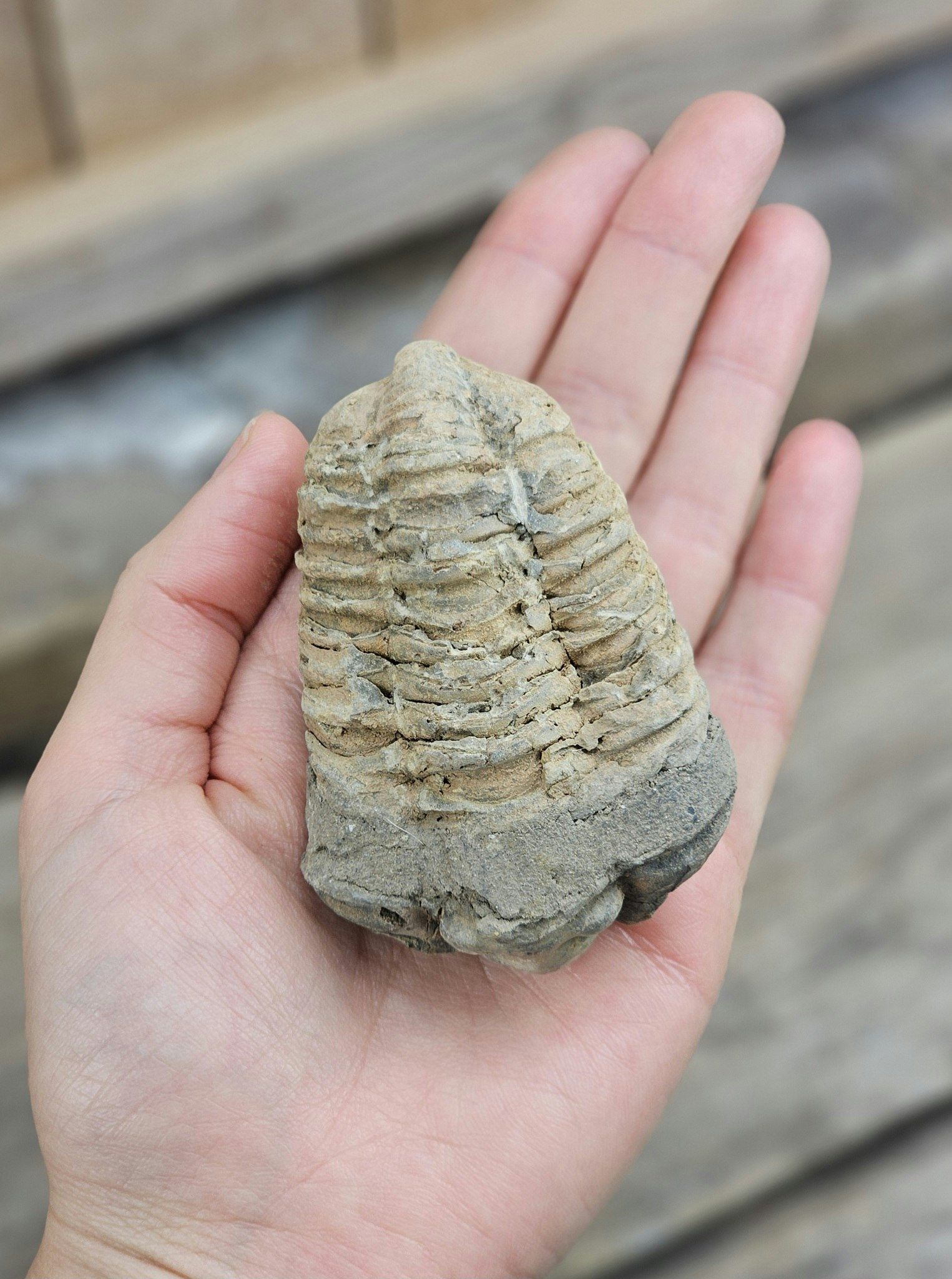 Trilobit fossil stor #20