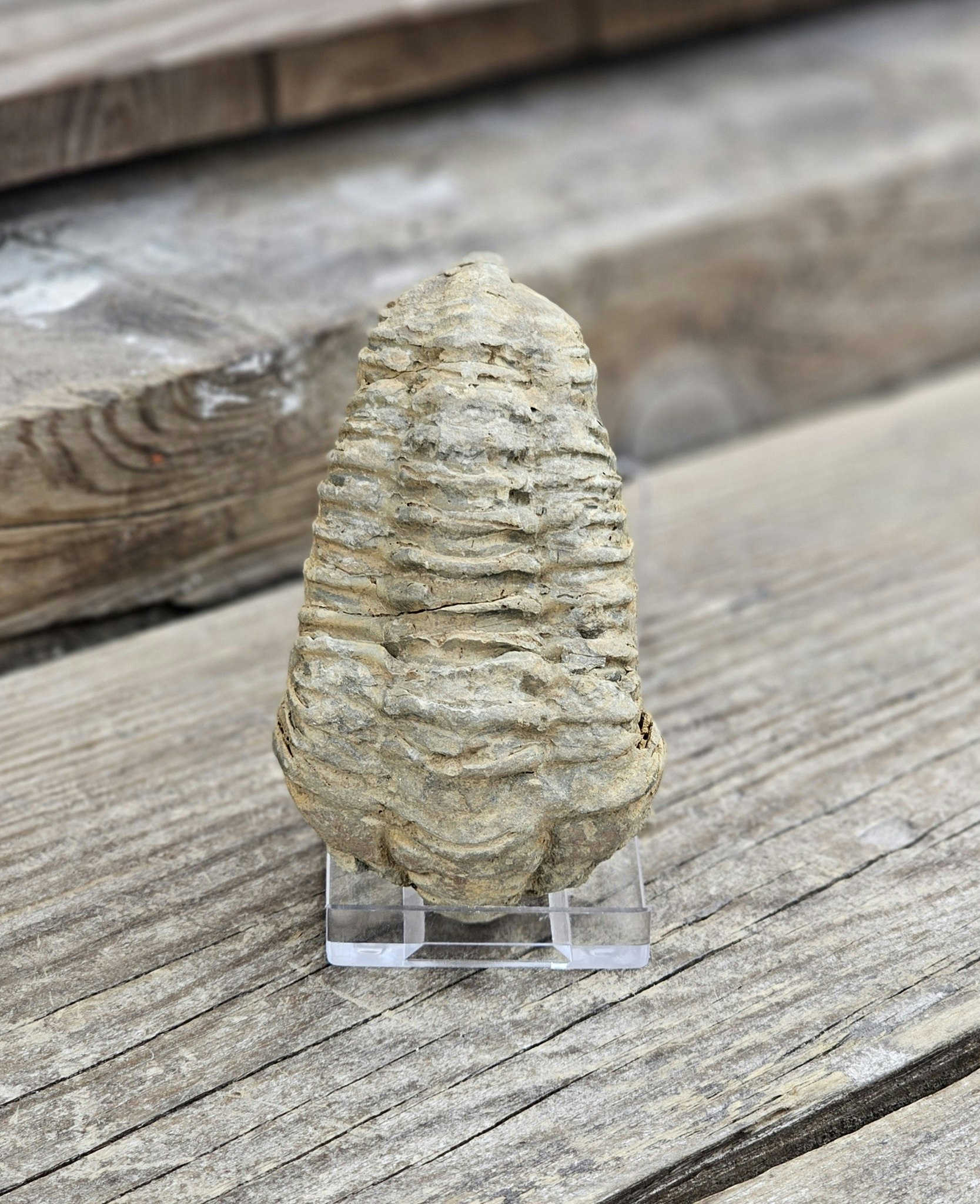 Trilobit fossil stor #21