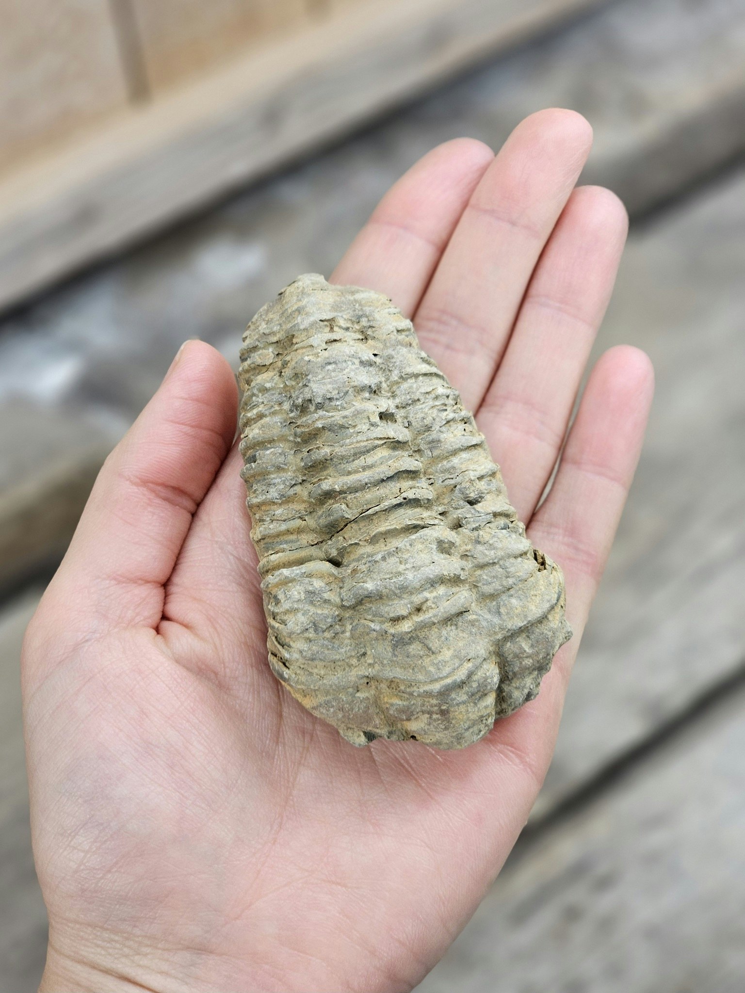 Trilobit fossil stor #21