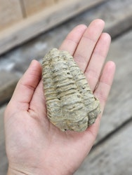 Trilobit fossil stor #21