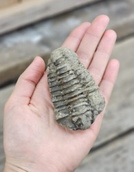 Trilobit fossil stor #22