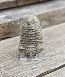 Trilobit fossil stor #22