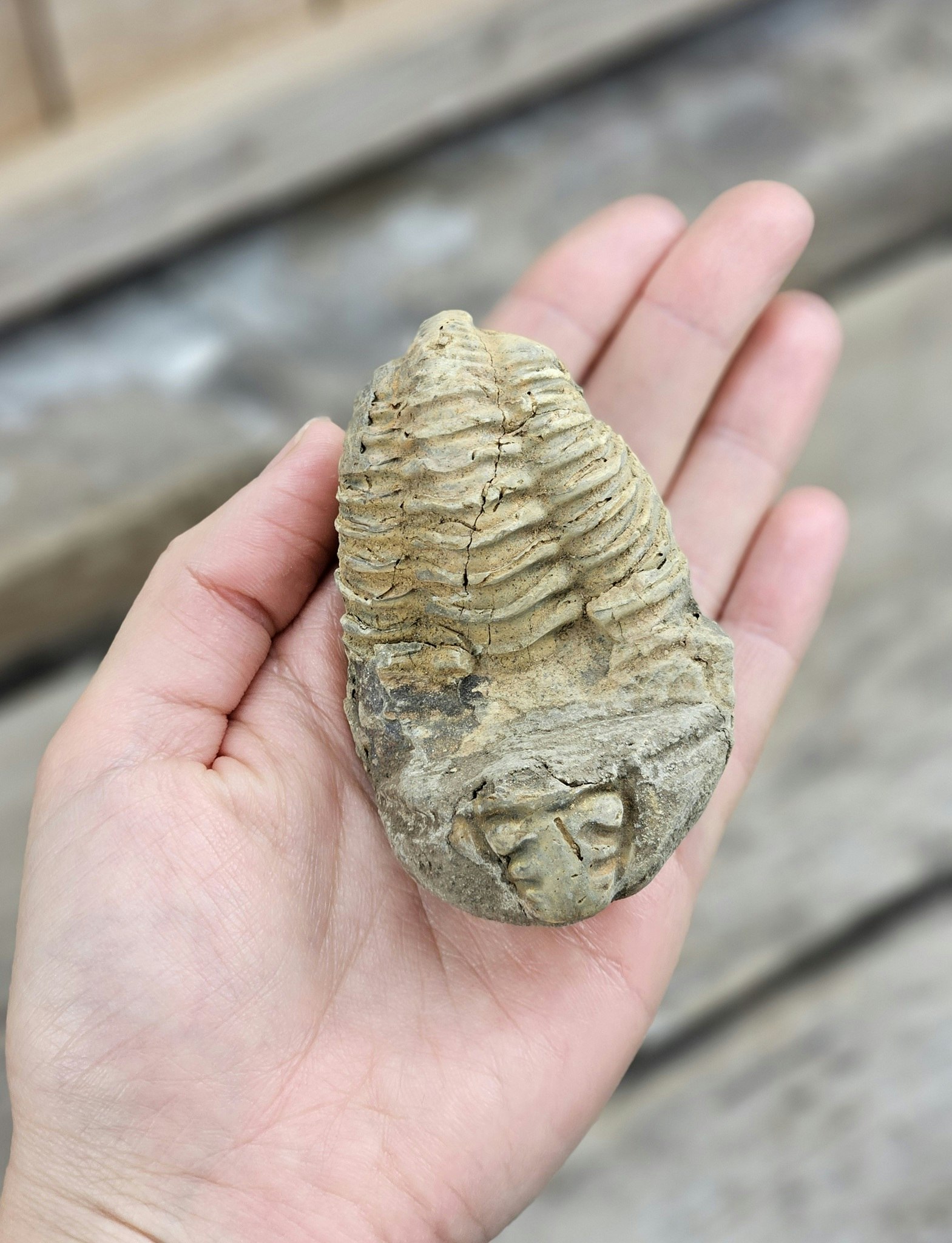Trilobit fossil stor #23