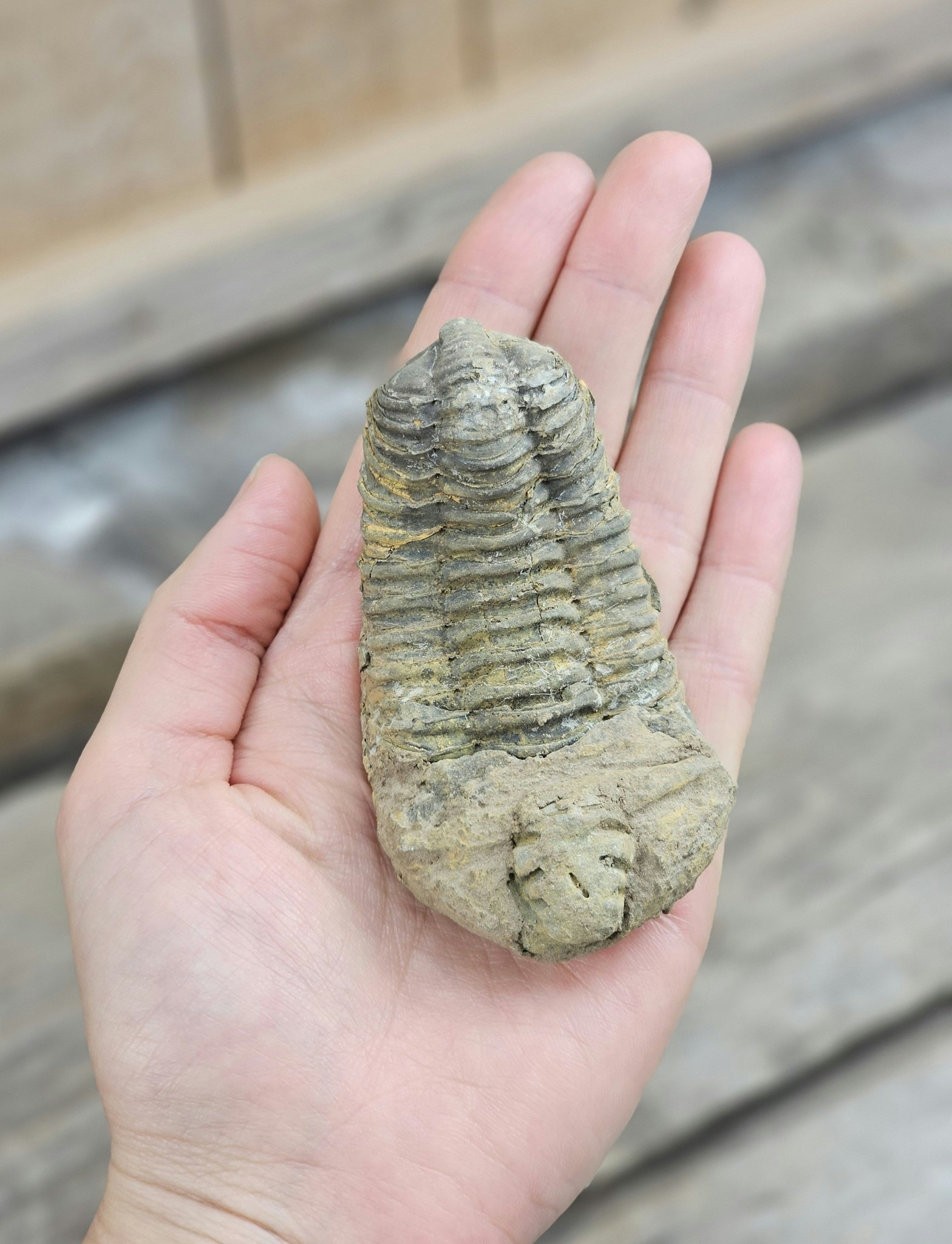 Trilobit fossil stor #24