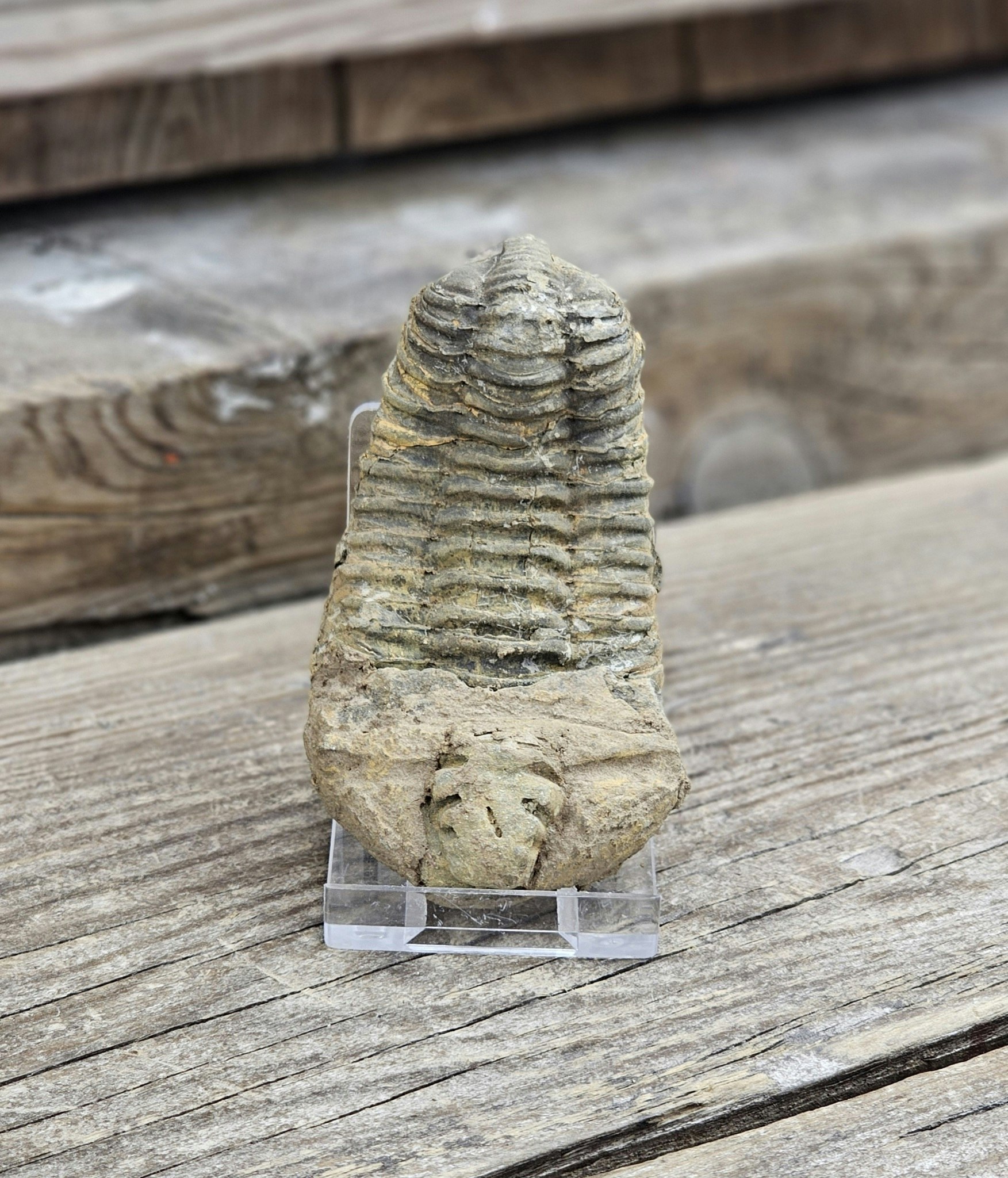 Trilobit fossil stor #24