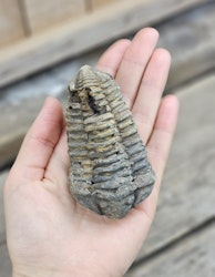 Trilobit fossil stor #25