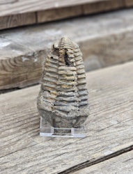 Trilobit fossil stor #25