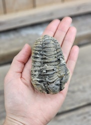 Trilobit fossil stor #26