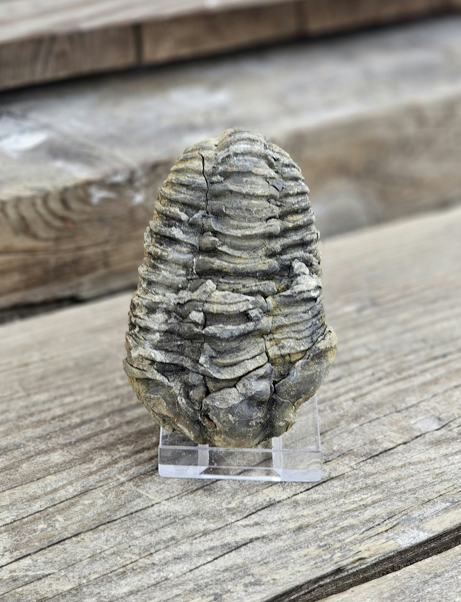 Trilobit fossil stor #26