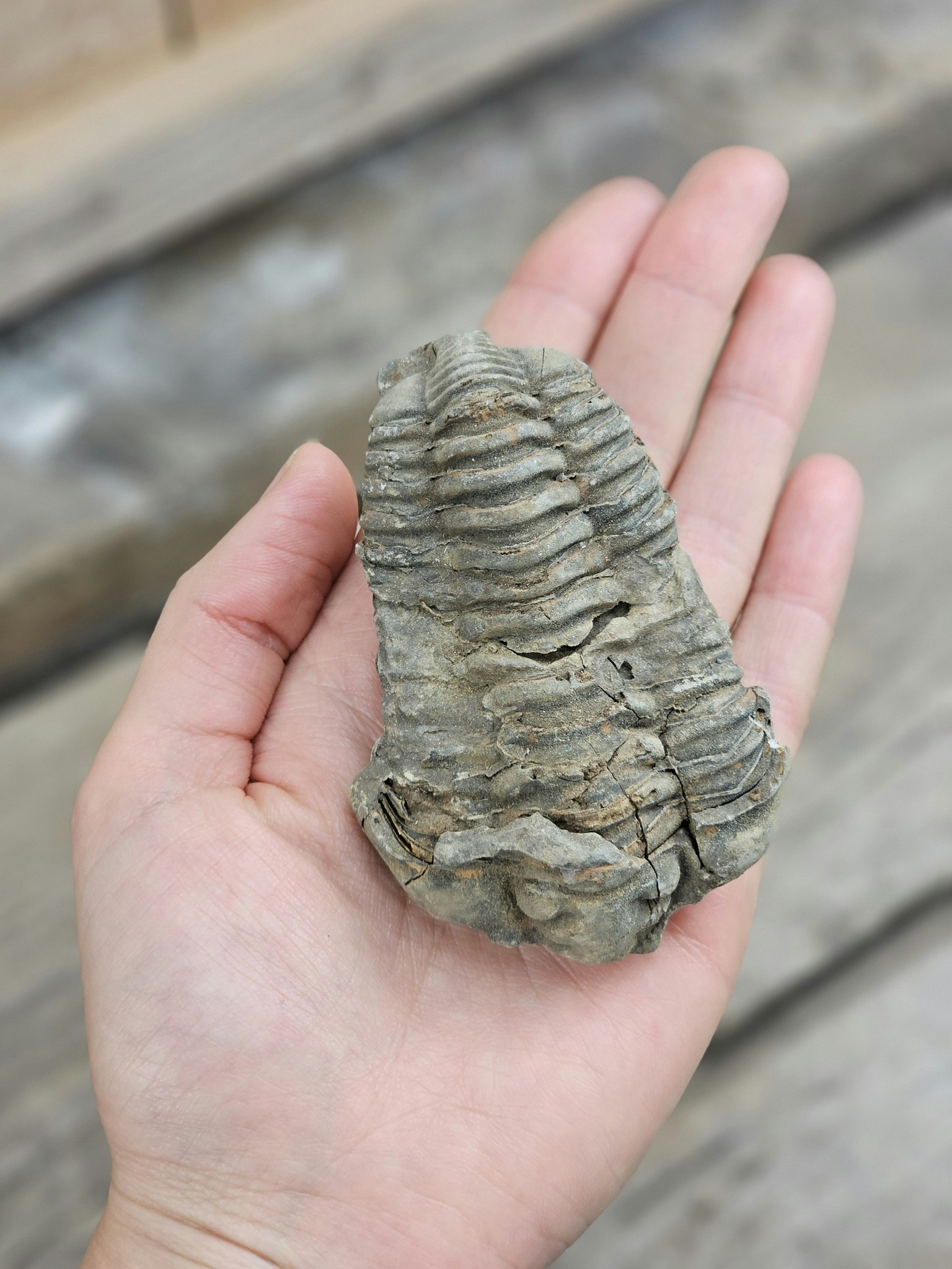 Trilobit fossil stor #27