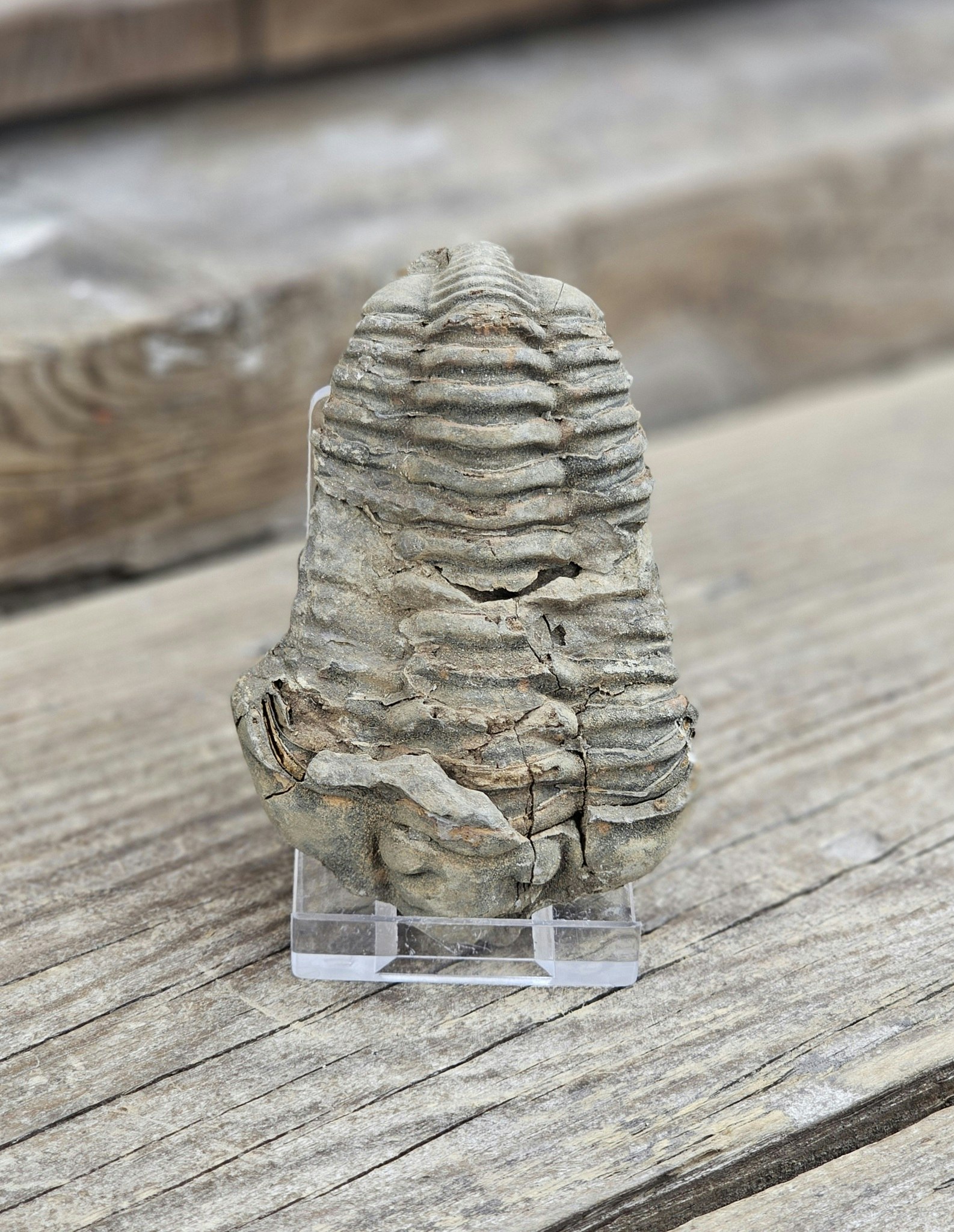 Trilobit fossil stor #27