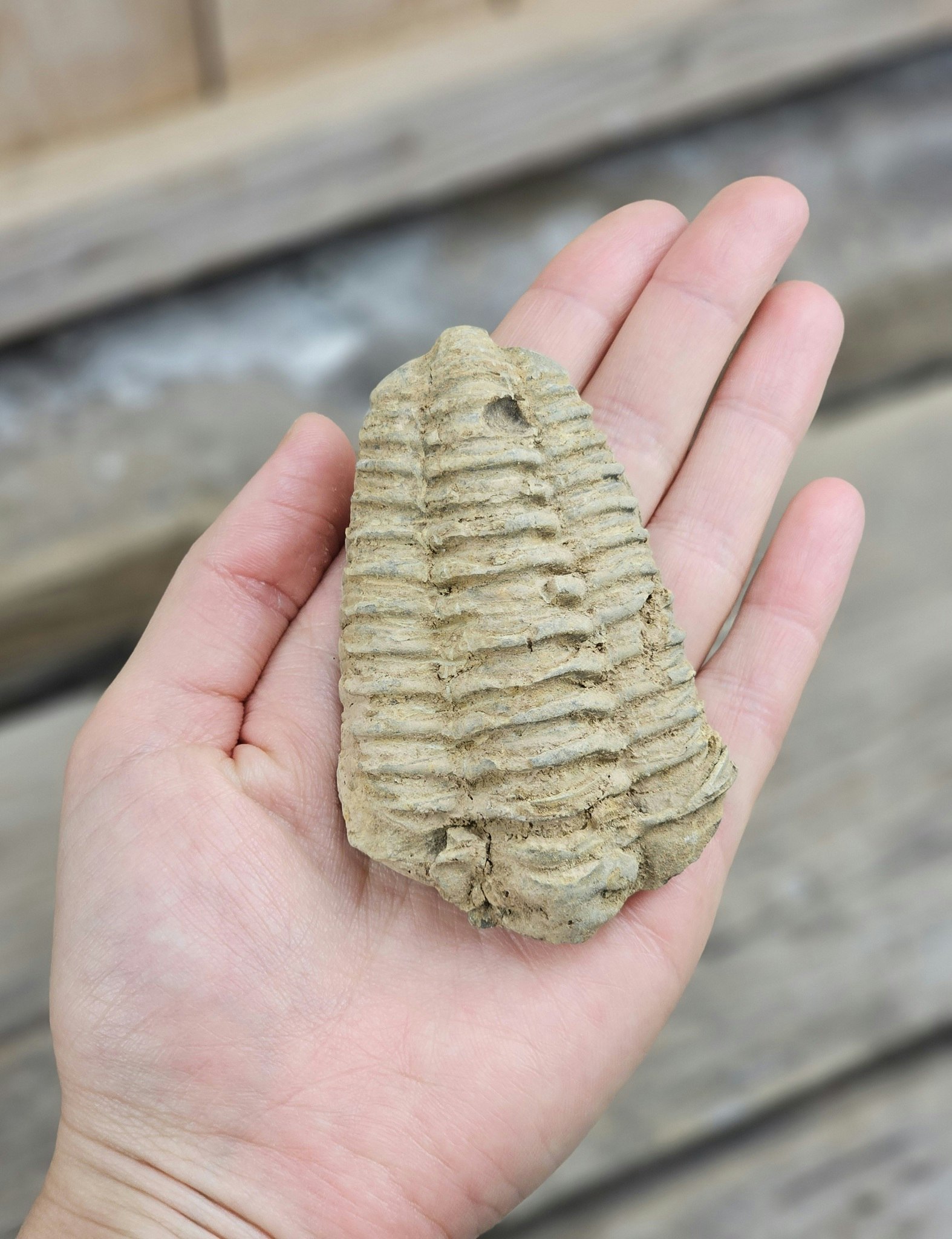 Trilobit fossil stor #28
