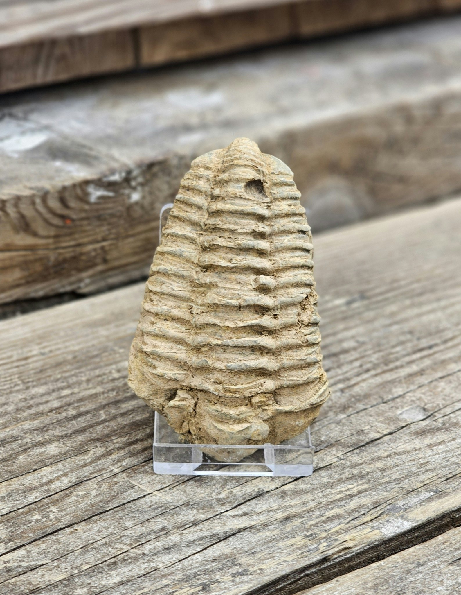 Trilobit fossil stor #28