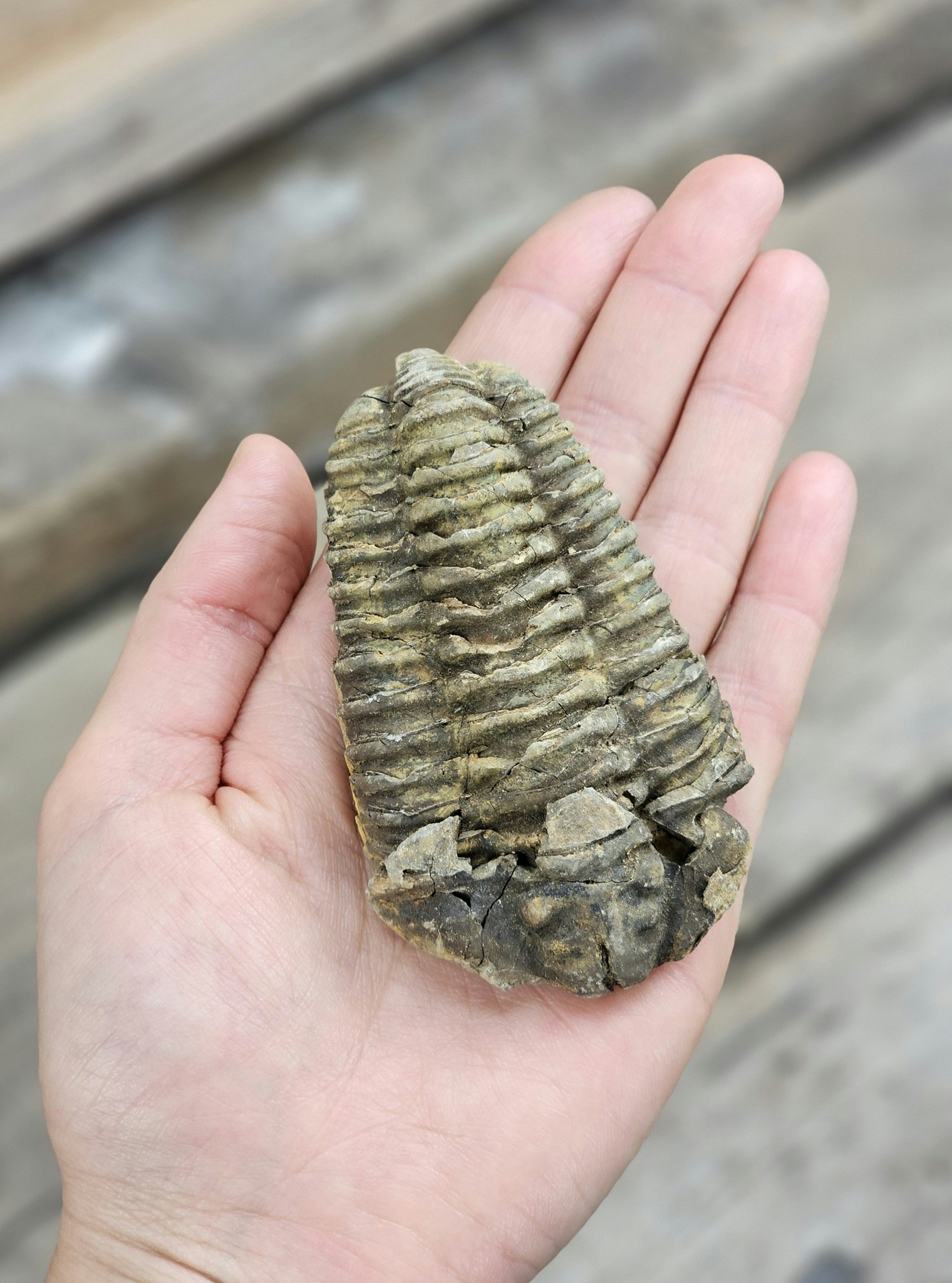 Trilobit fossil stor #29