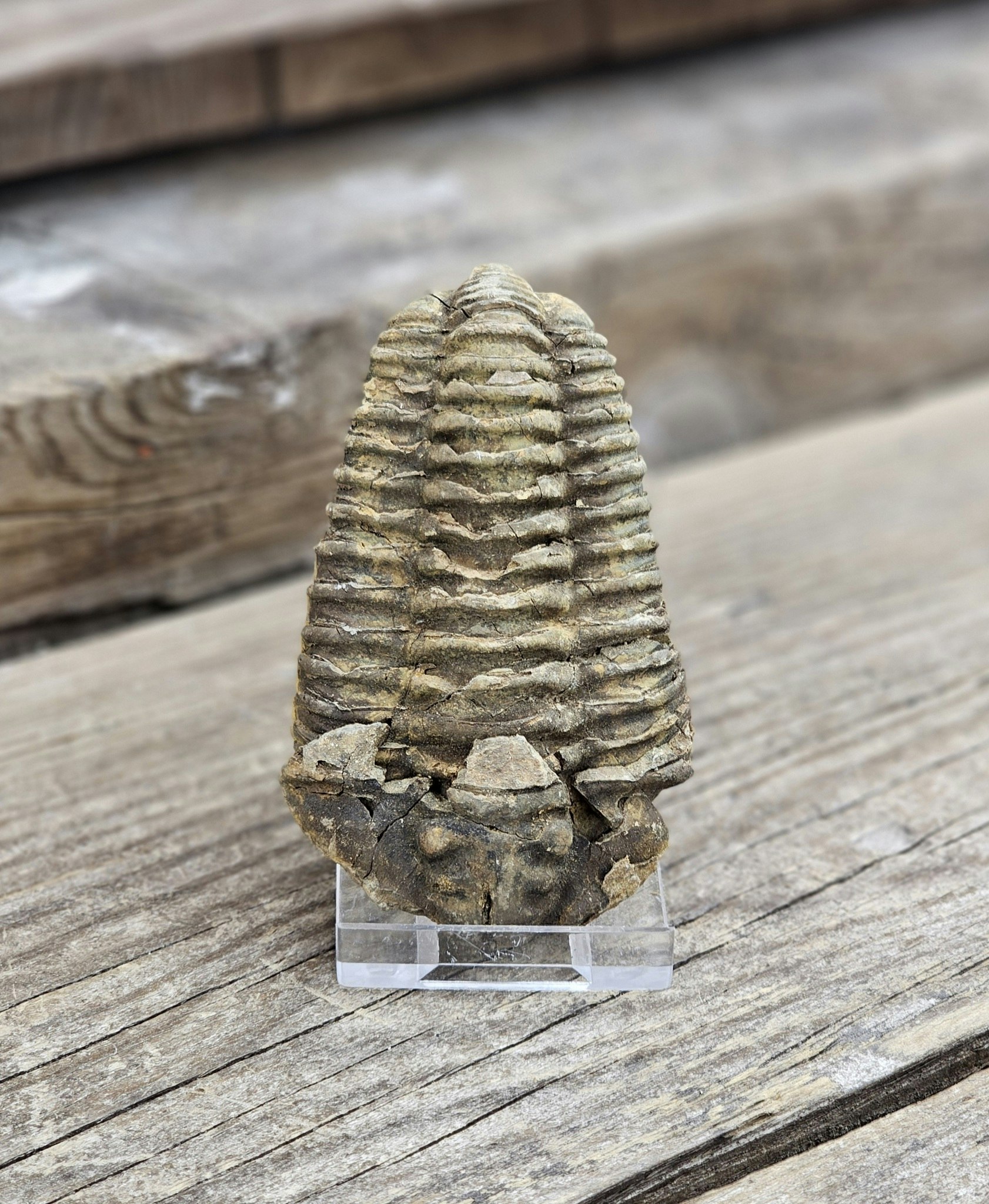 Trilobit fossil stor #29