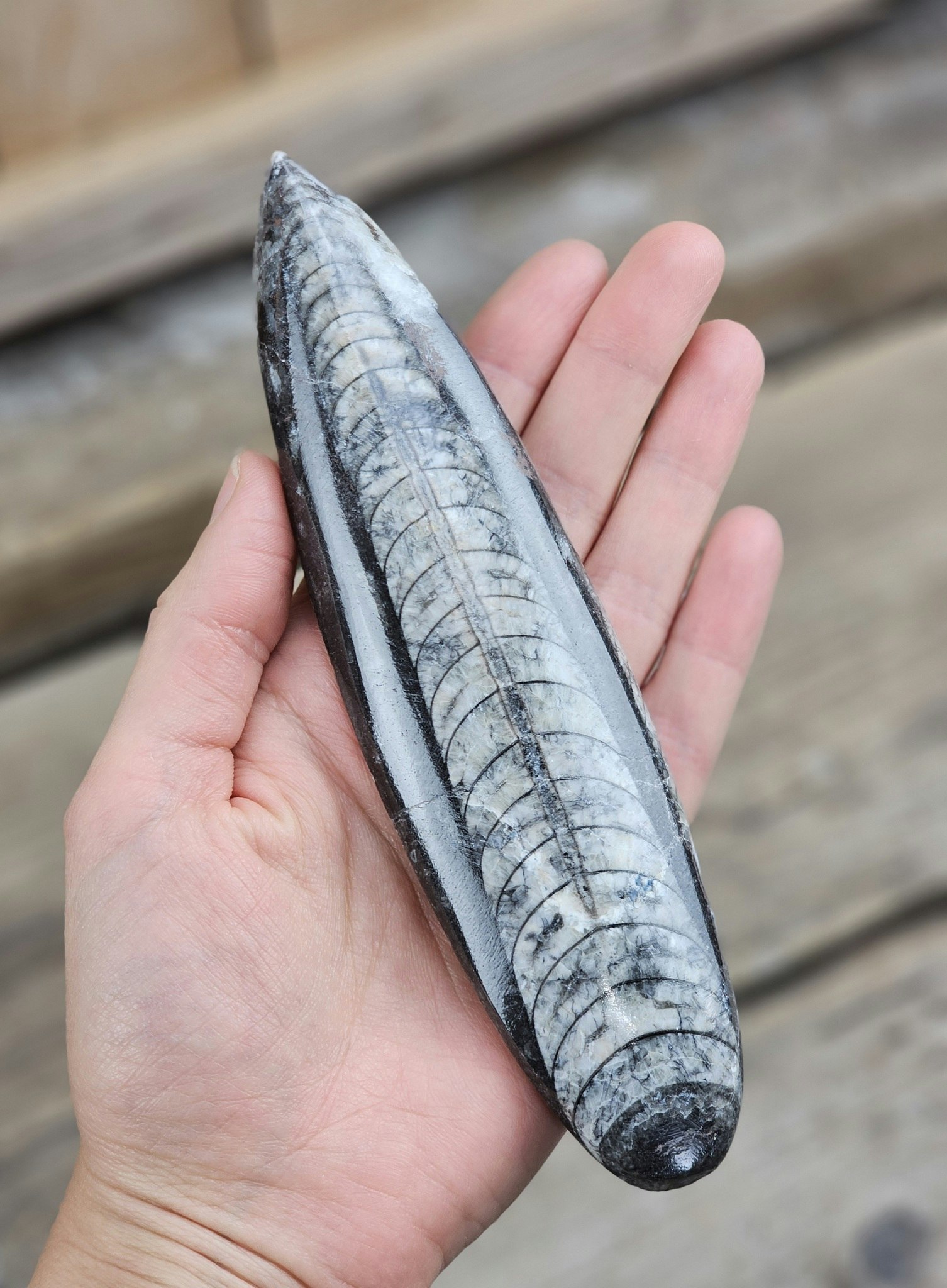 Ortoceratit fossil #4