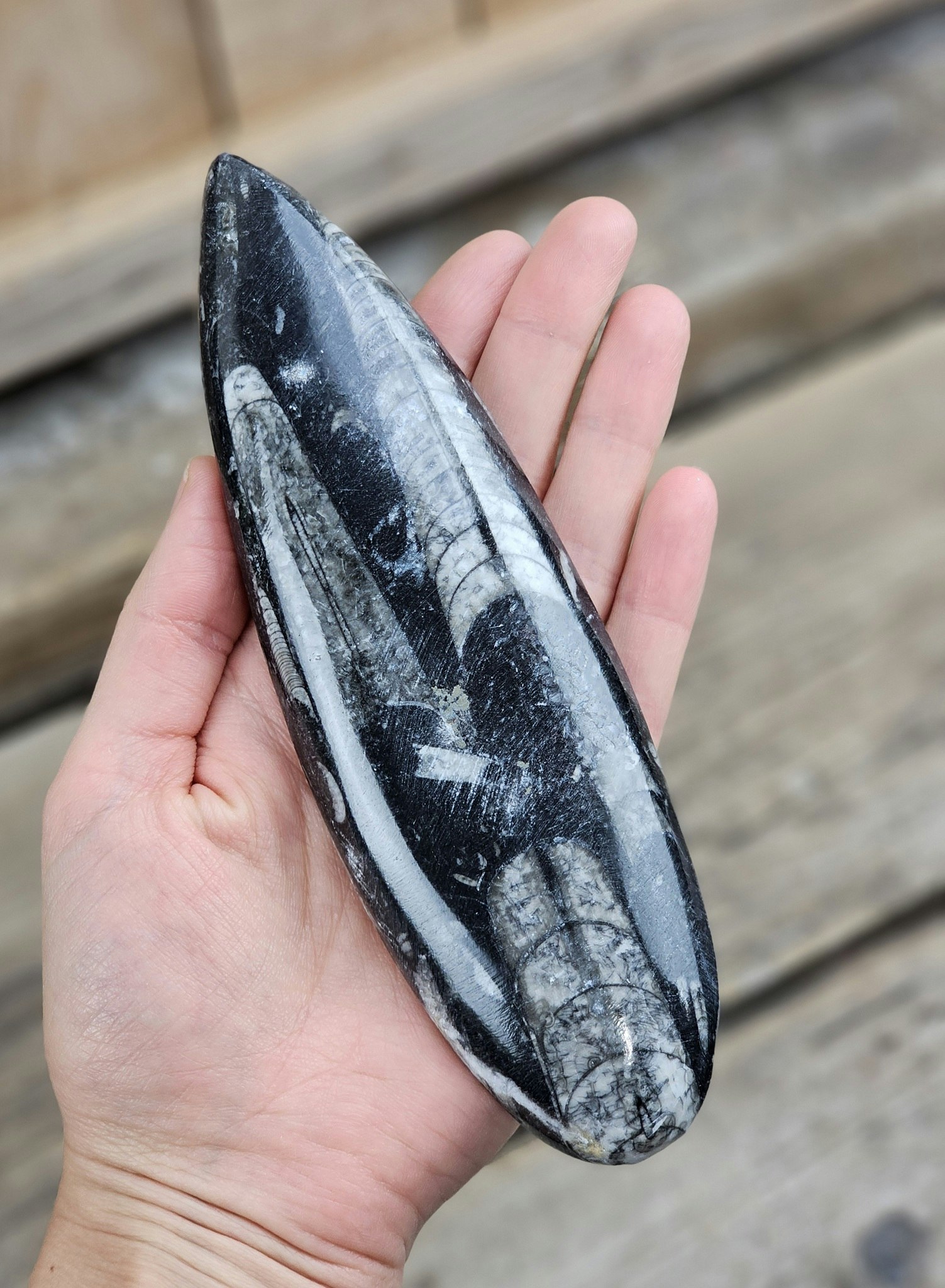 Ortoceratit fossil #6