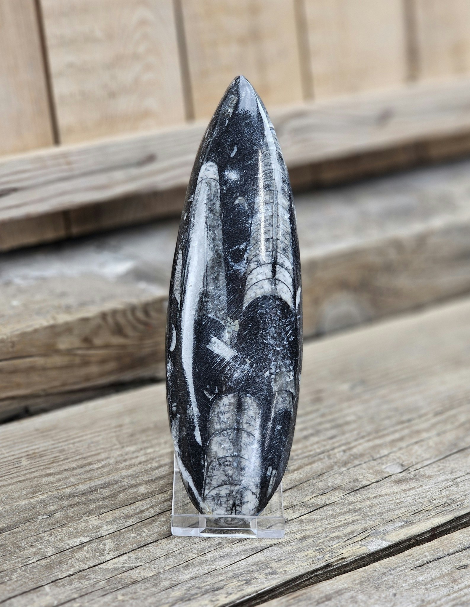Ortoceratit fossil #6