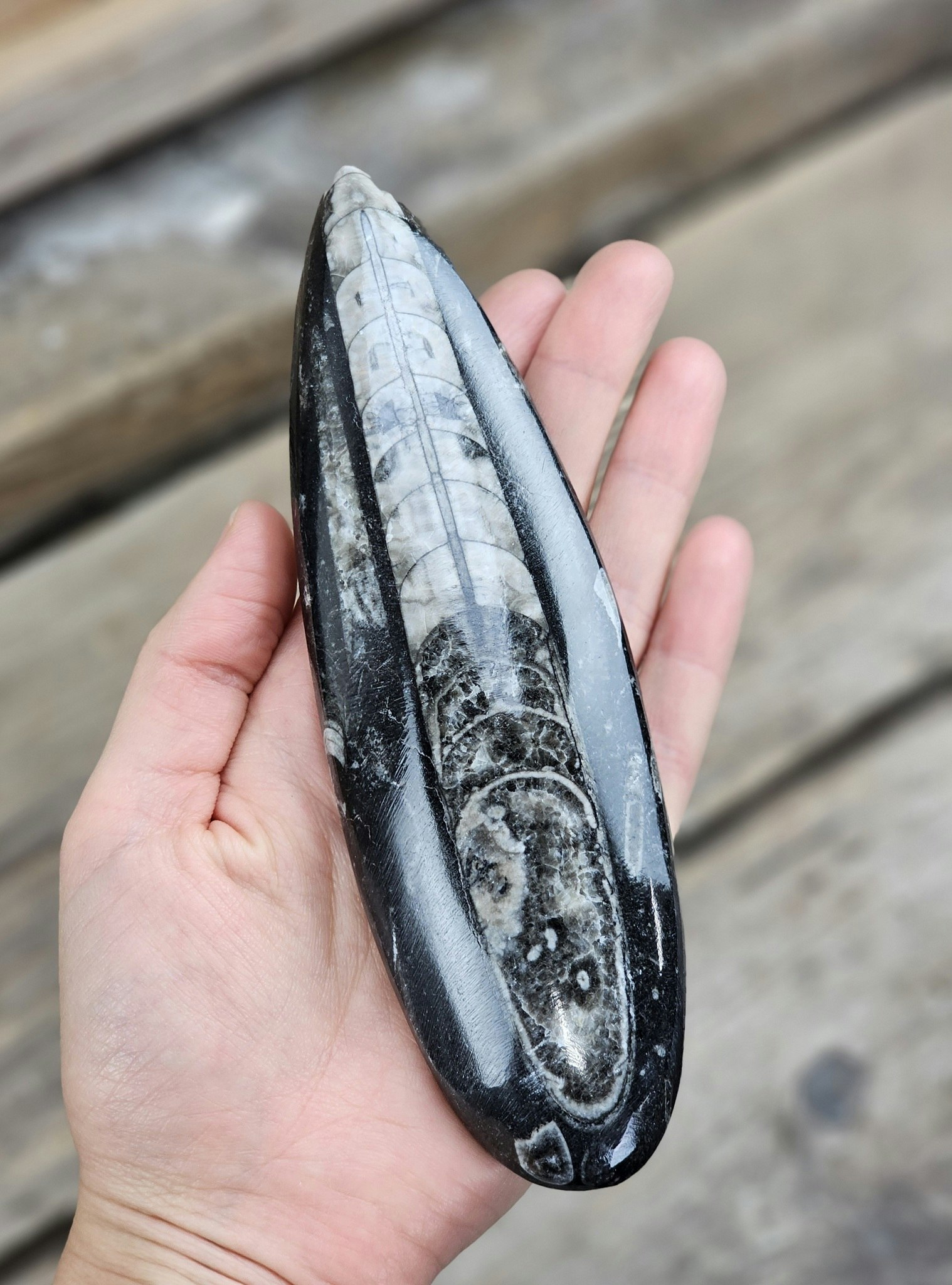 Ortoceratit fossil #7