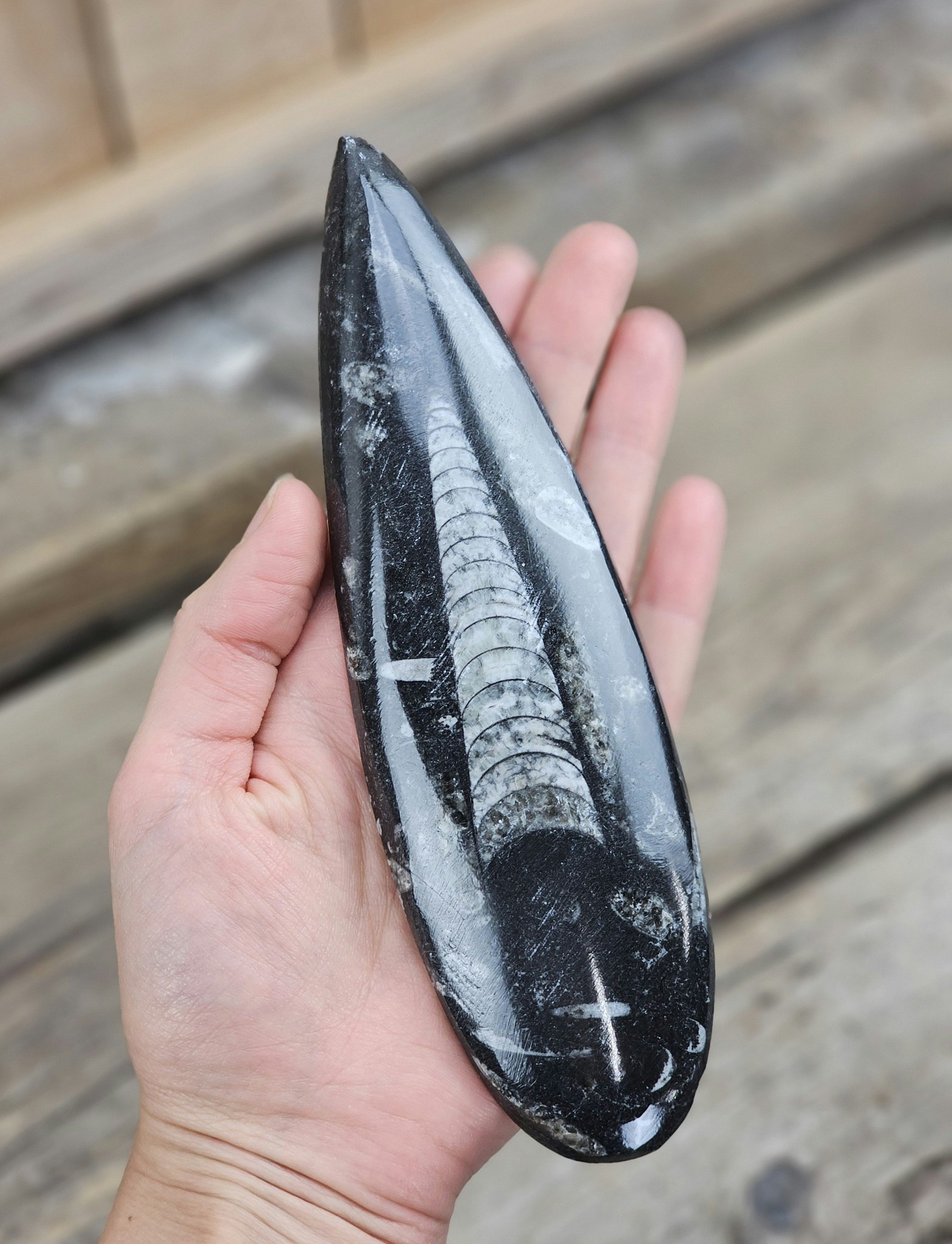 Ortoceratit fossil #10