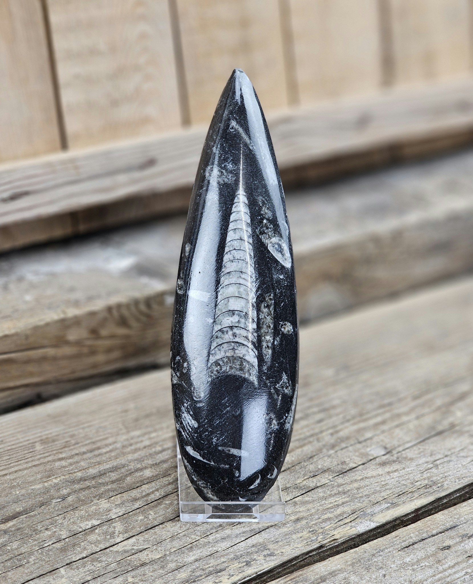 Ortoceratit fossil #10