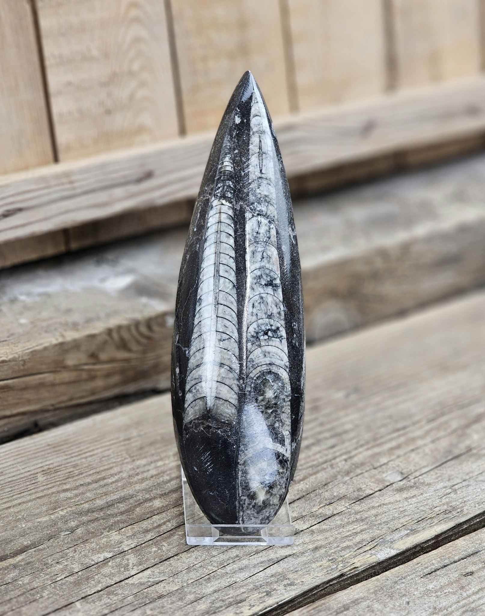 Ortoceratit fossil #12