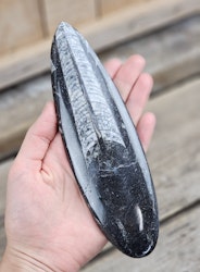Ortoceratit fossil #13