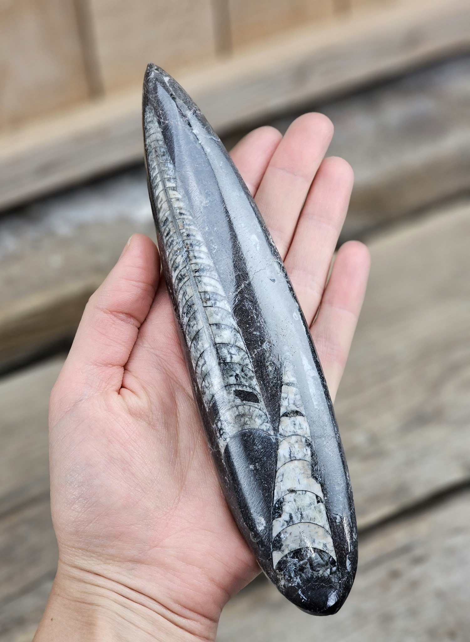 Ortoceratit fossil #14