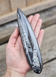 Ortoceratit fossil #14