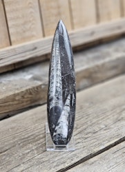 Ortoceratit fossil #14