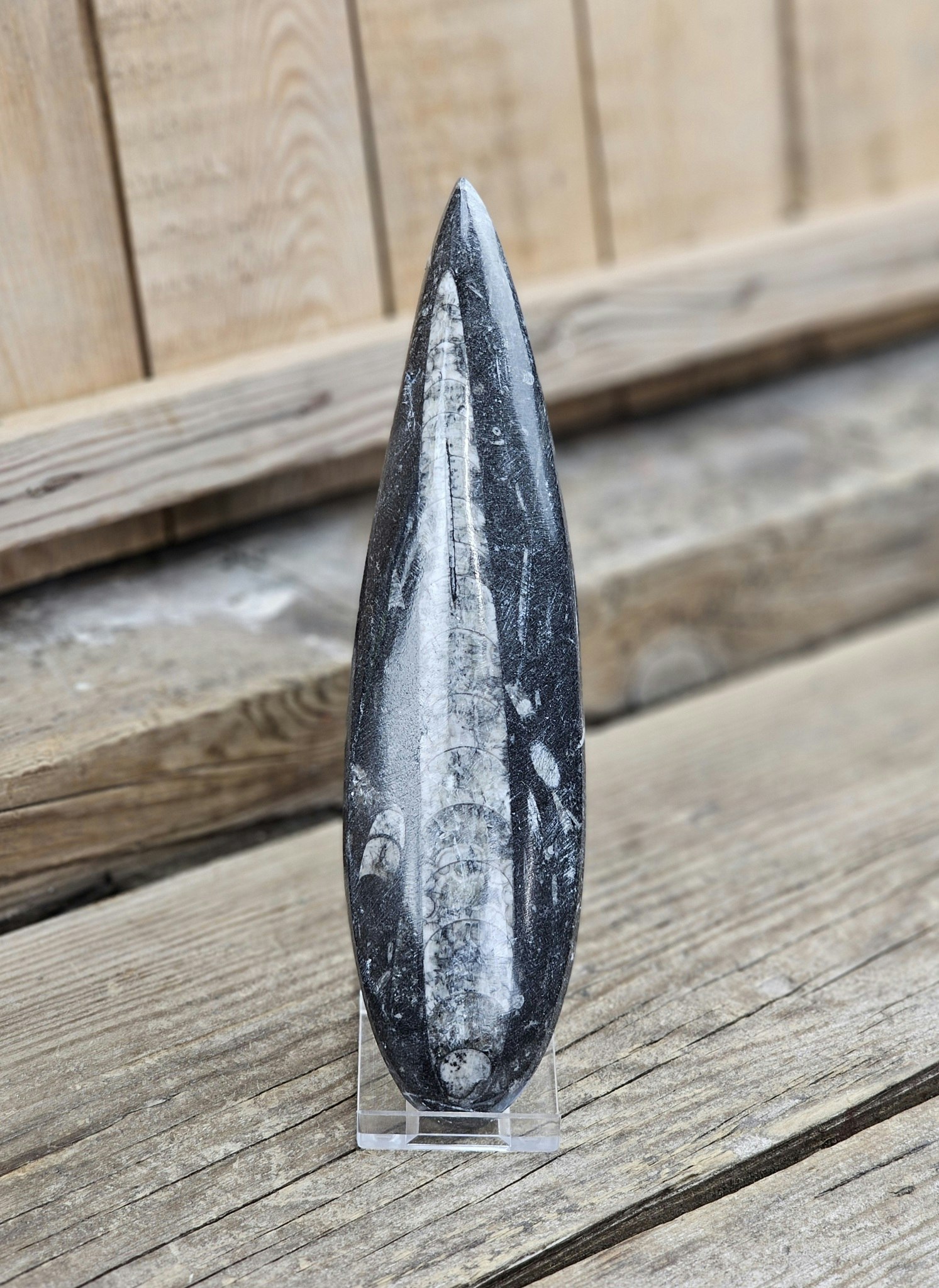 Ortoceratit fossil #15