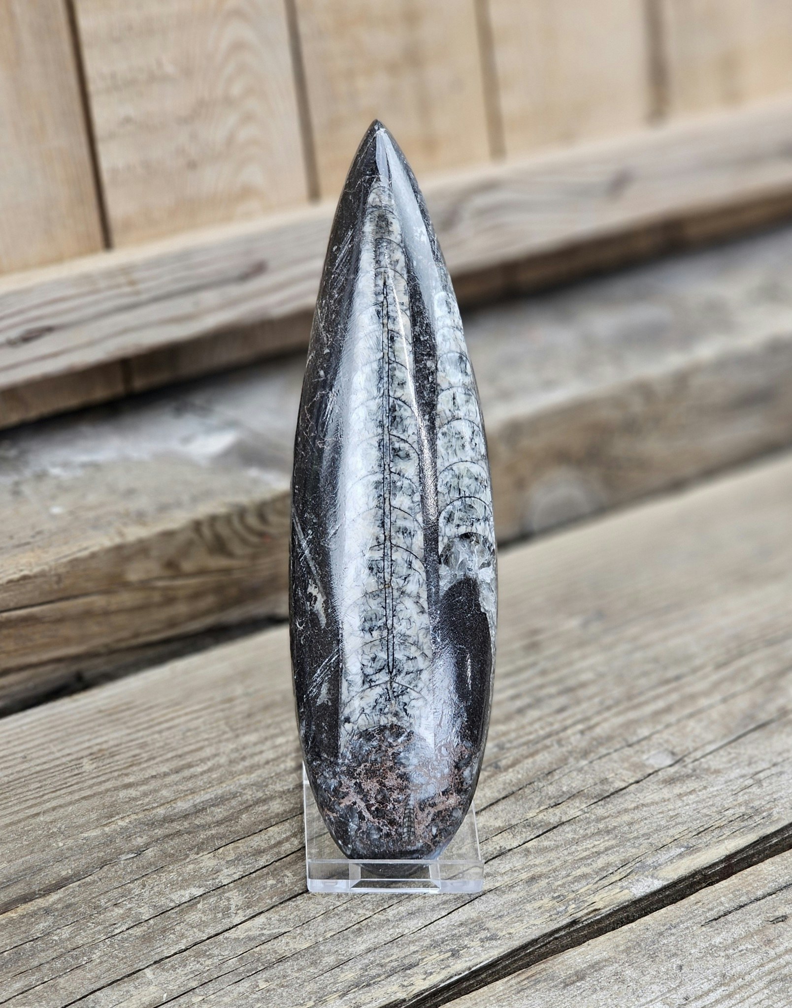 Ortoceratit fossil #16