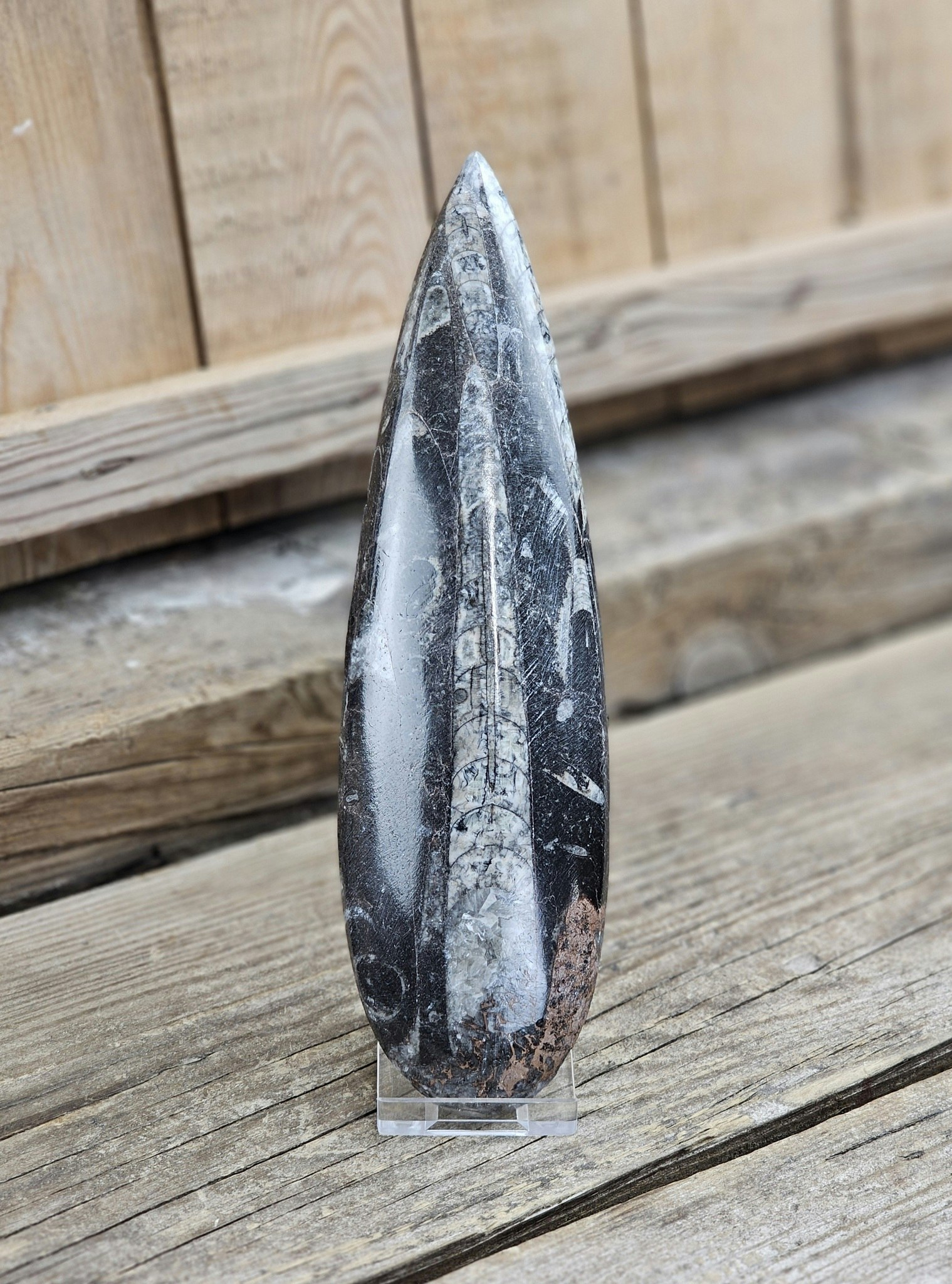 Ortoceratit fossil #17