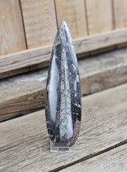 Ortoceratit fossil #17