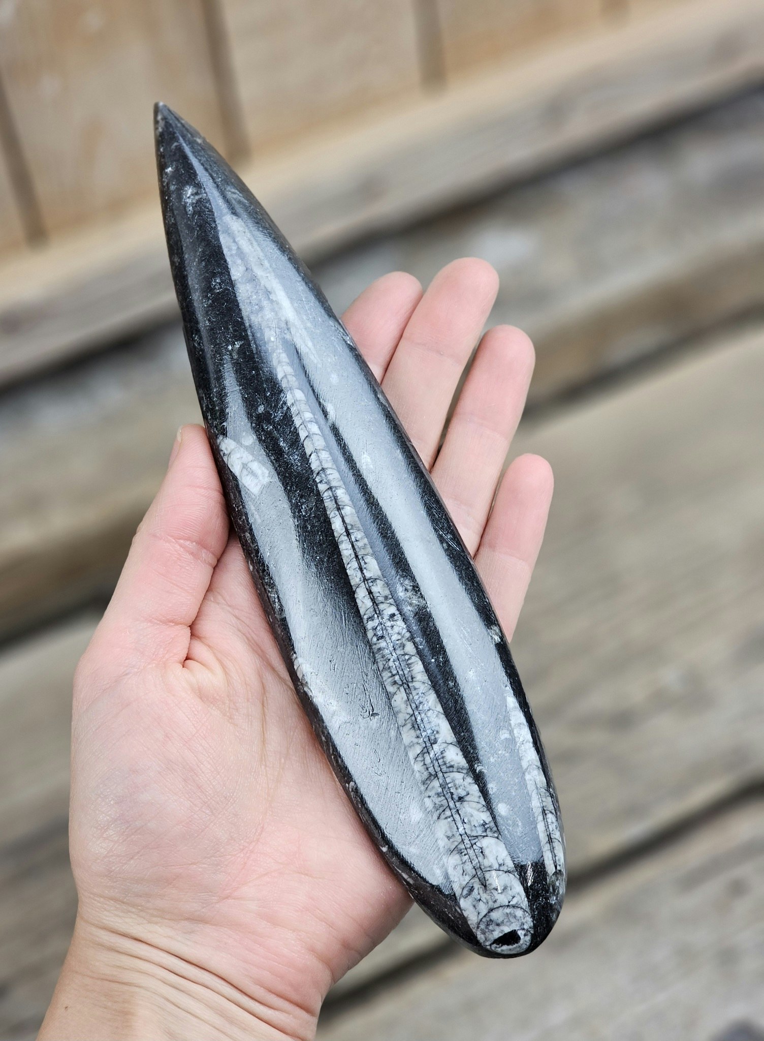 Ortoceratit fossil #18