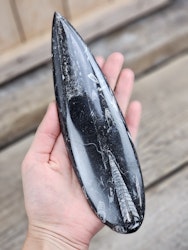 Ortoceratit fossil #19