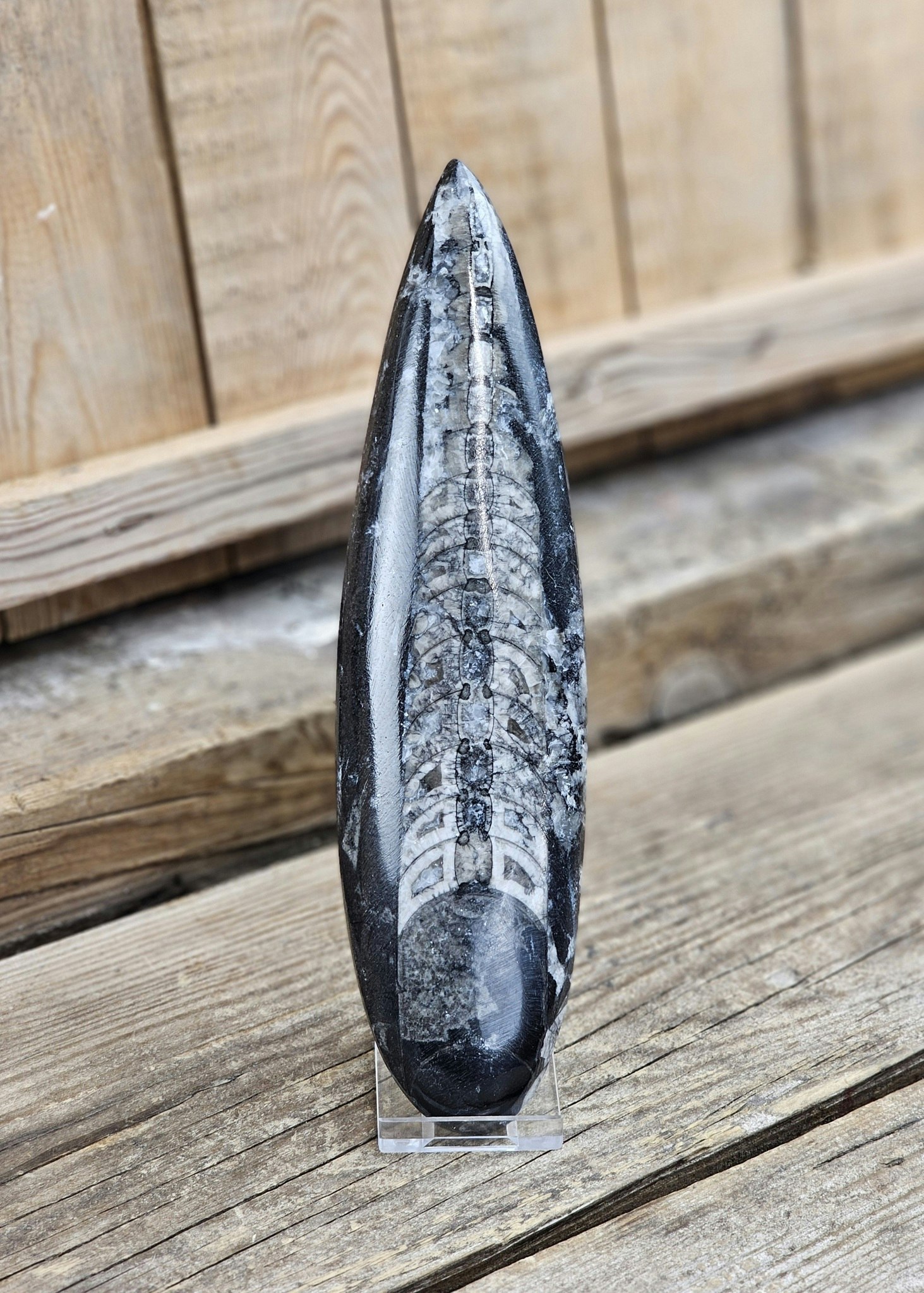 Ortoceratit fossil #21