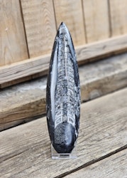 Ortoceratit fossil #21