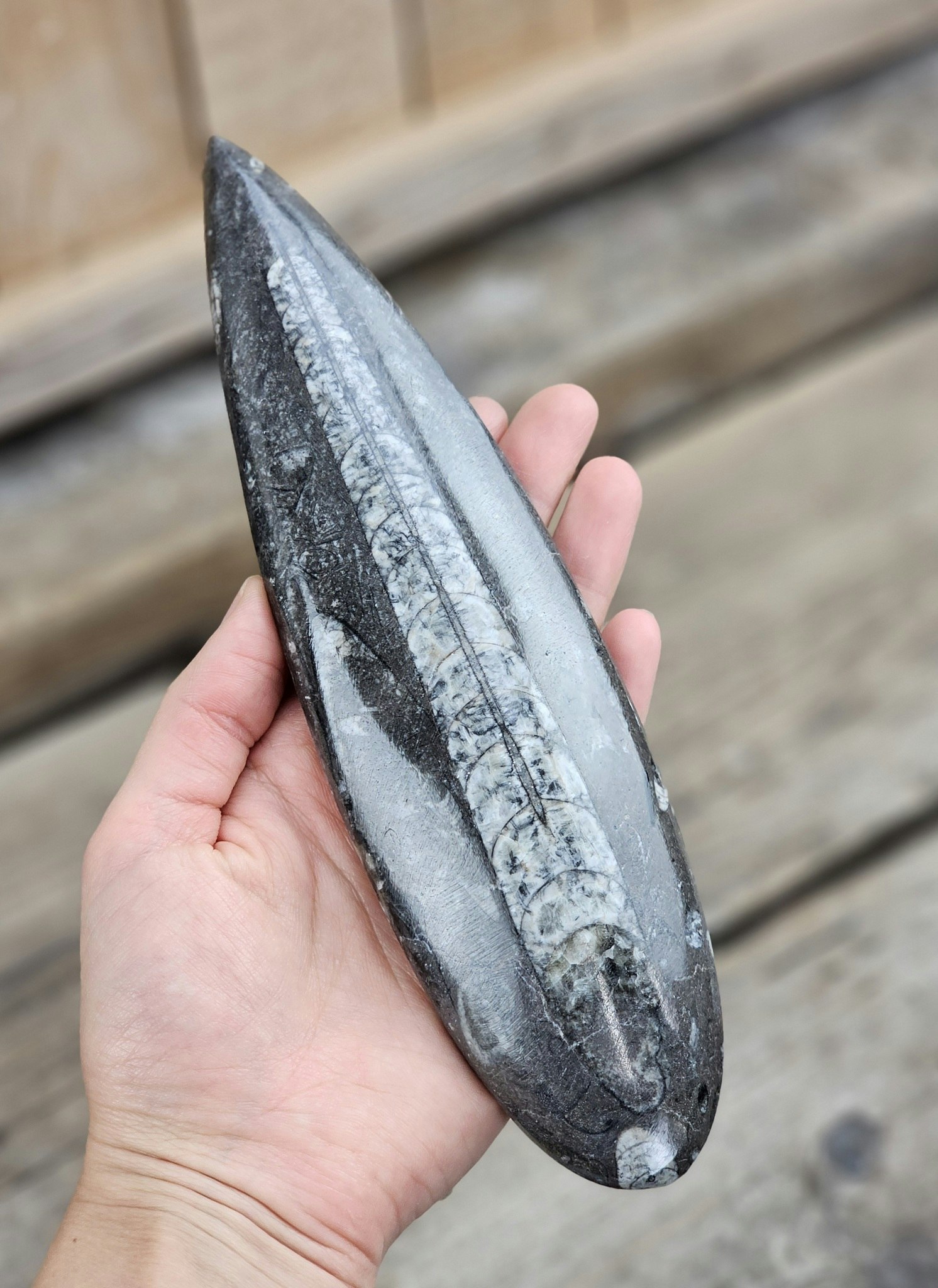 Ortoceratit fossil #22
