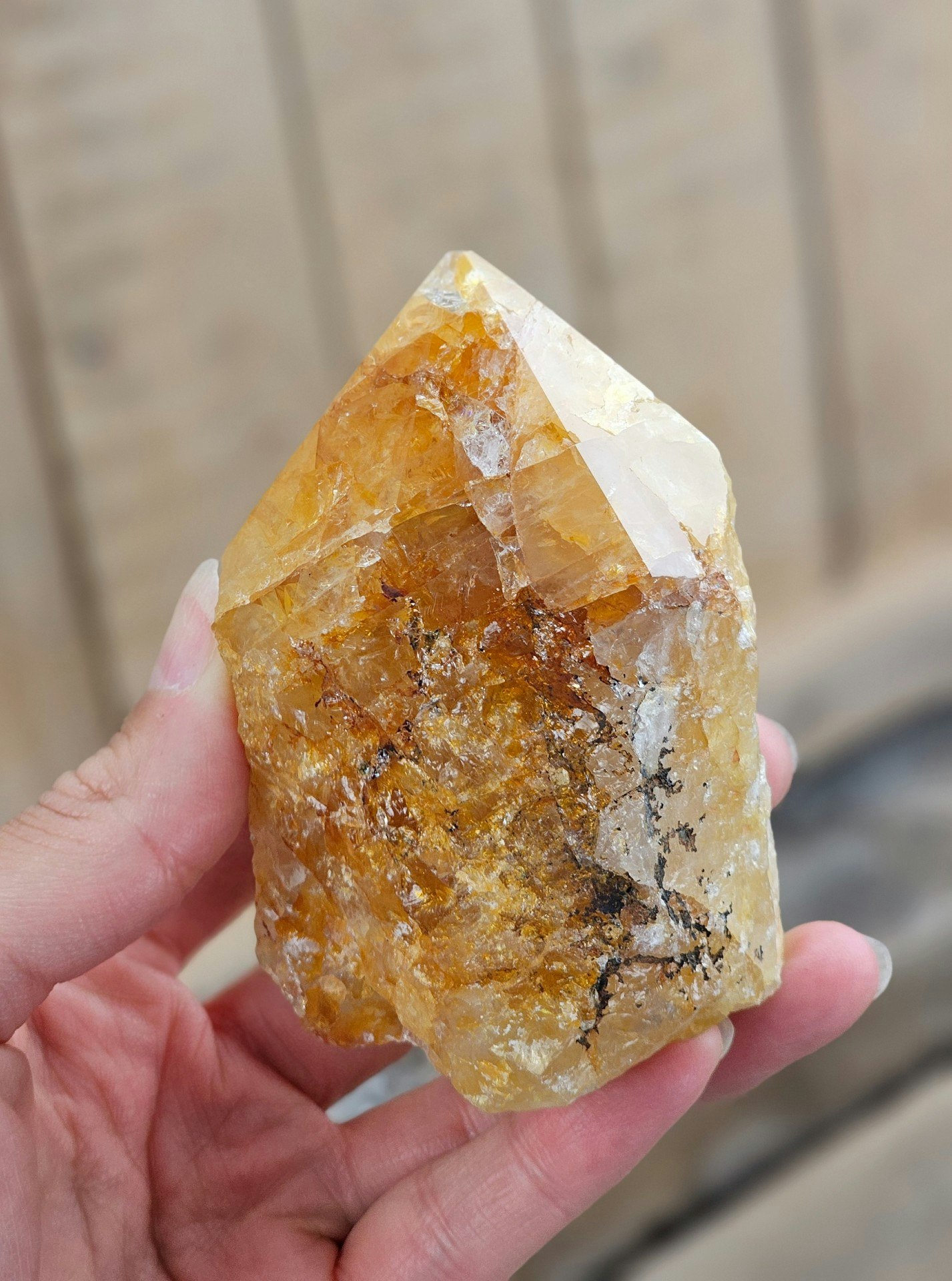 Stående spets, Golden Healer #7