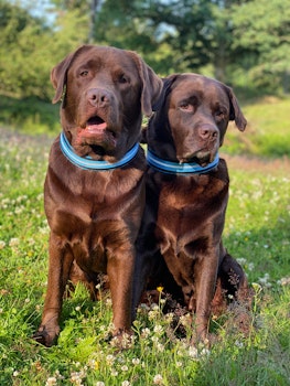Halsband med reflex