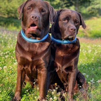 Halsband med reflex