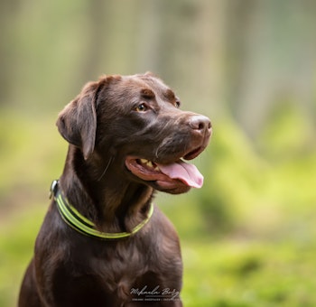 Smala halsband med reflex