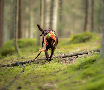 Fleecefläta