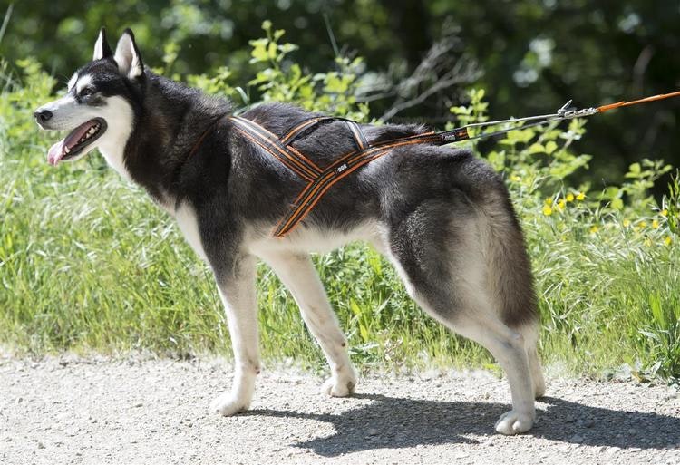 HUNDESELE CANICROSS X-BACK ONE XS ORANSJE I-DOG