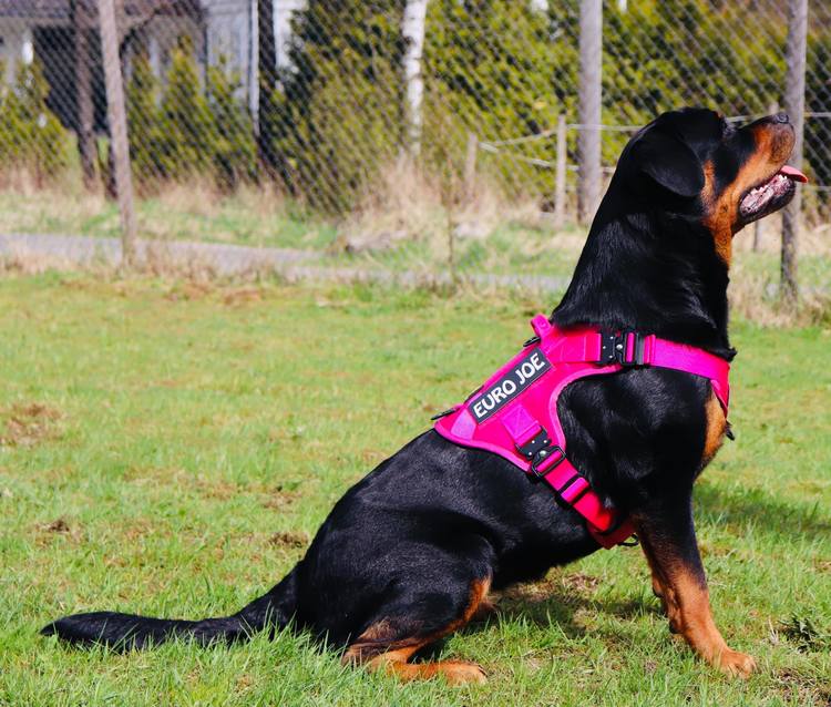 Hunde sele 'Tactical' i rosa