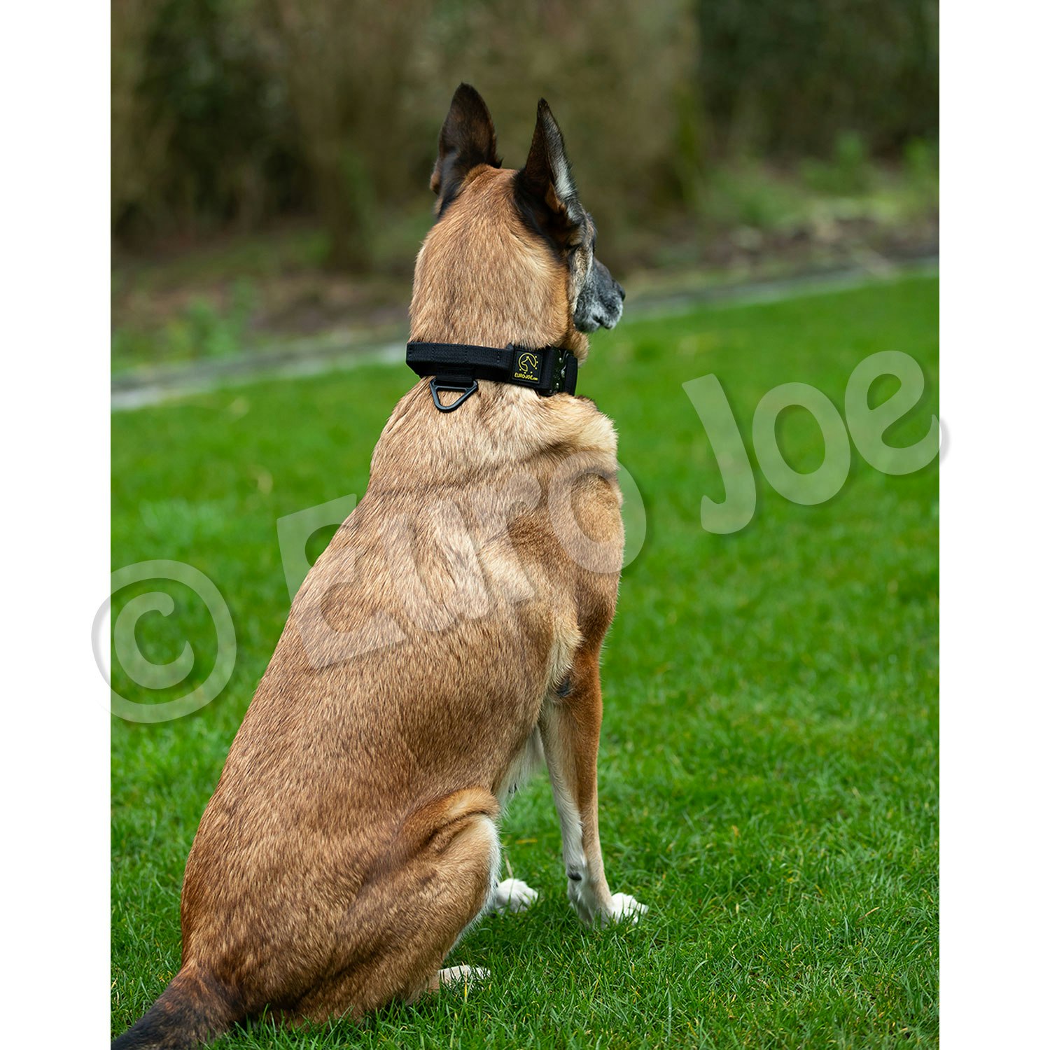 Euro Joe "Tactical Collar" 2.0 with handle