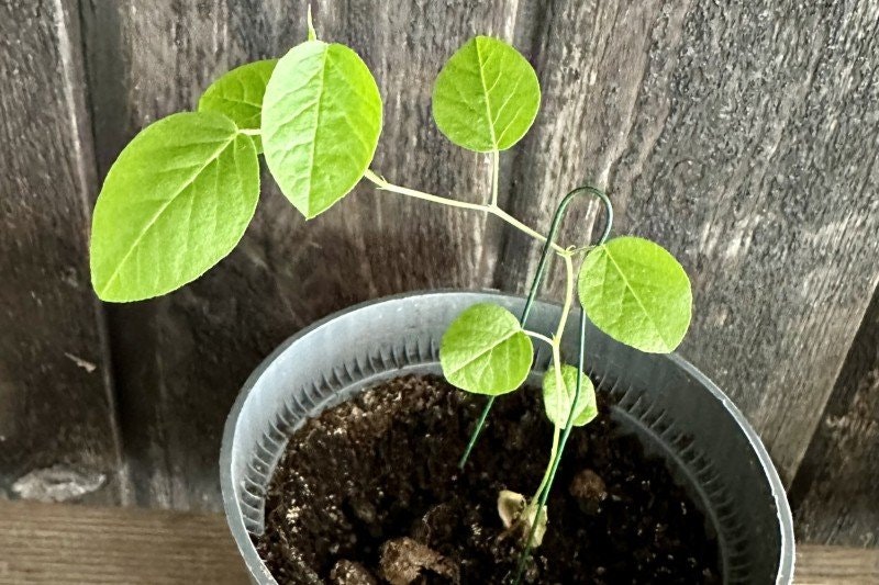 Min lakritsrotplanta