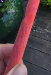 Juma orange snake, 20 cm